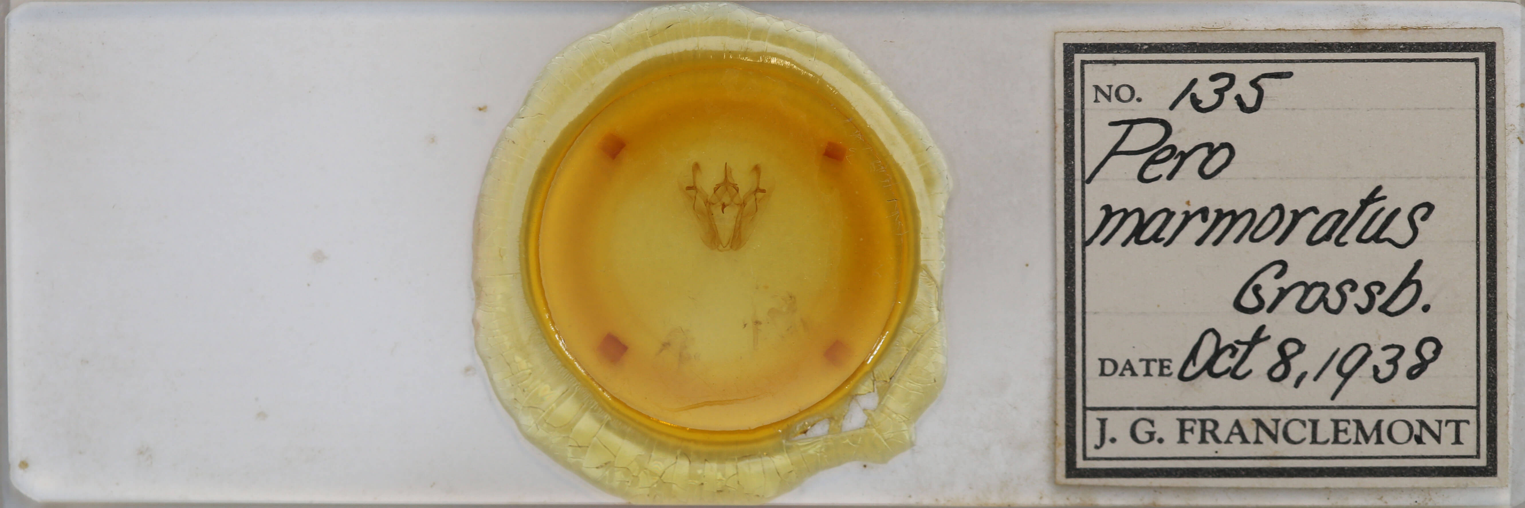 slide view of adult Pero ancetaria