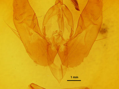 genitalia view of adult Phlogophora periculosa