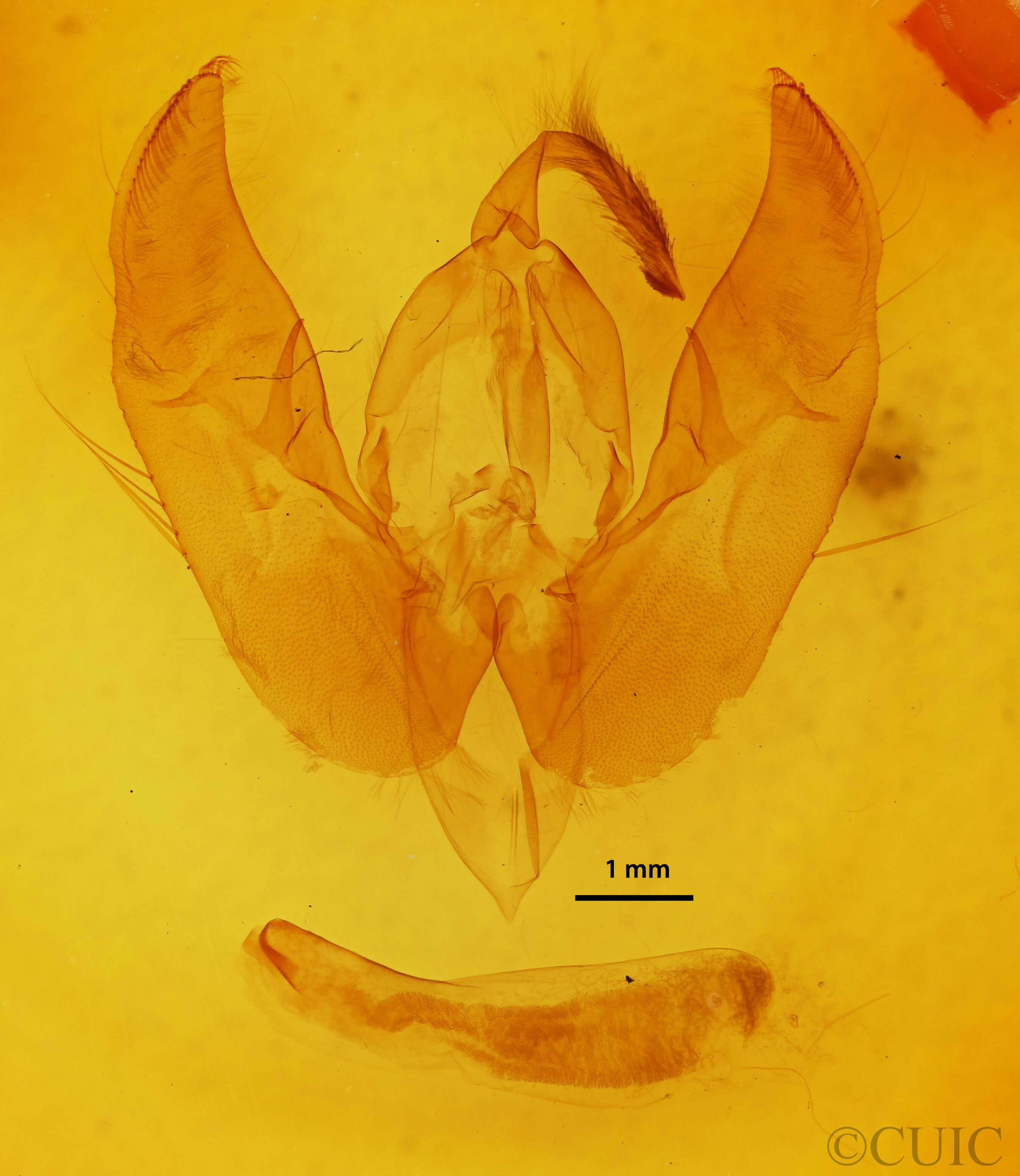 genitalia view of adult Phlogophora periculosa