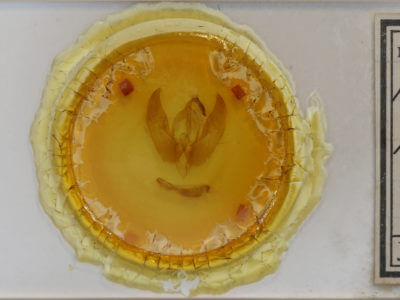 slide view of adult Phlogophora periculosa