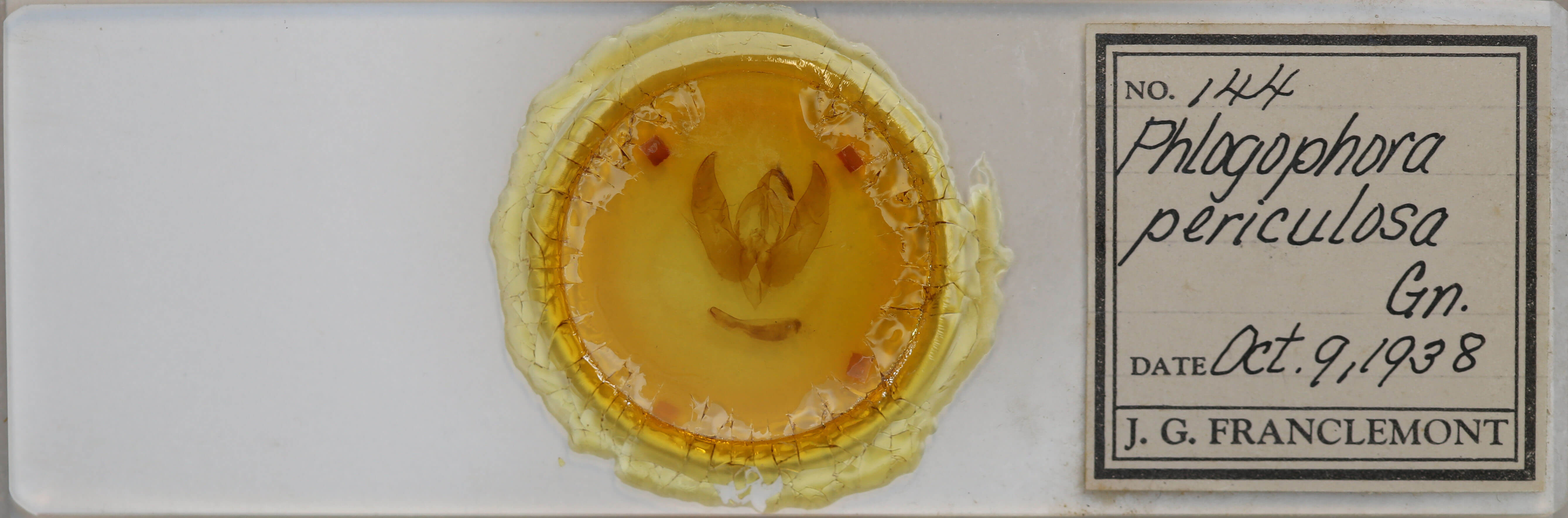 slide view of adult Phlogophora periculosa