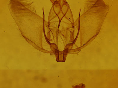 genitalia view of adult Plagodis acoolaria