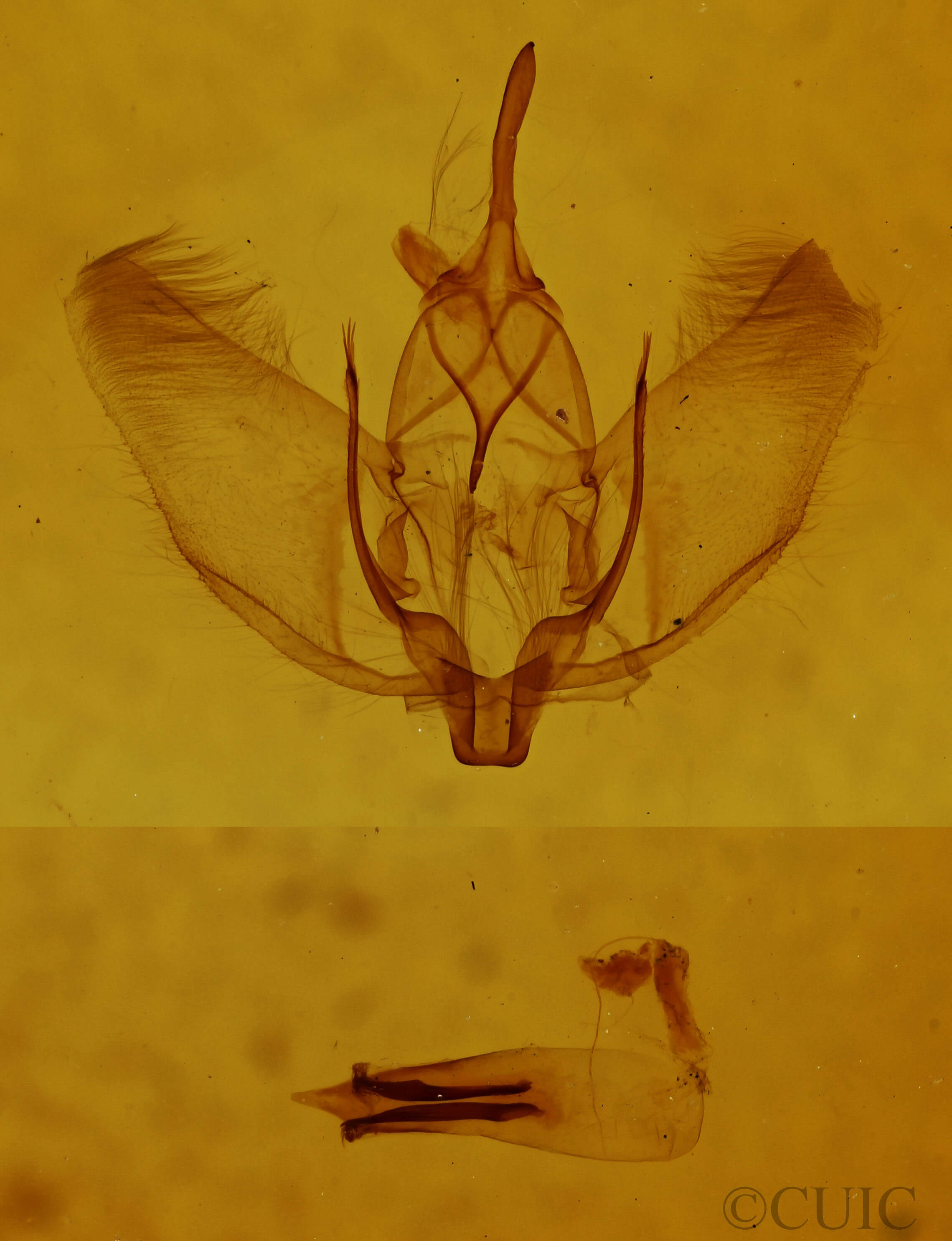 genitalia view of adult Plagodis acoolaria