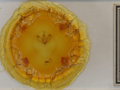 slide view of adult Plagodis acoolaria