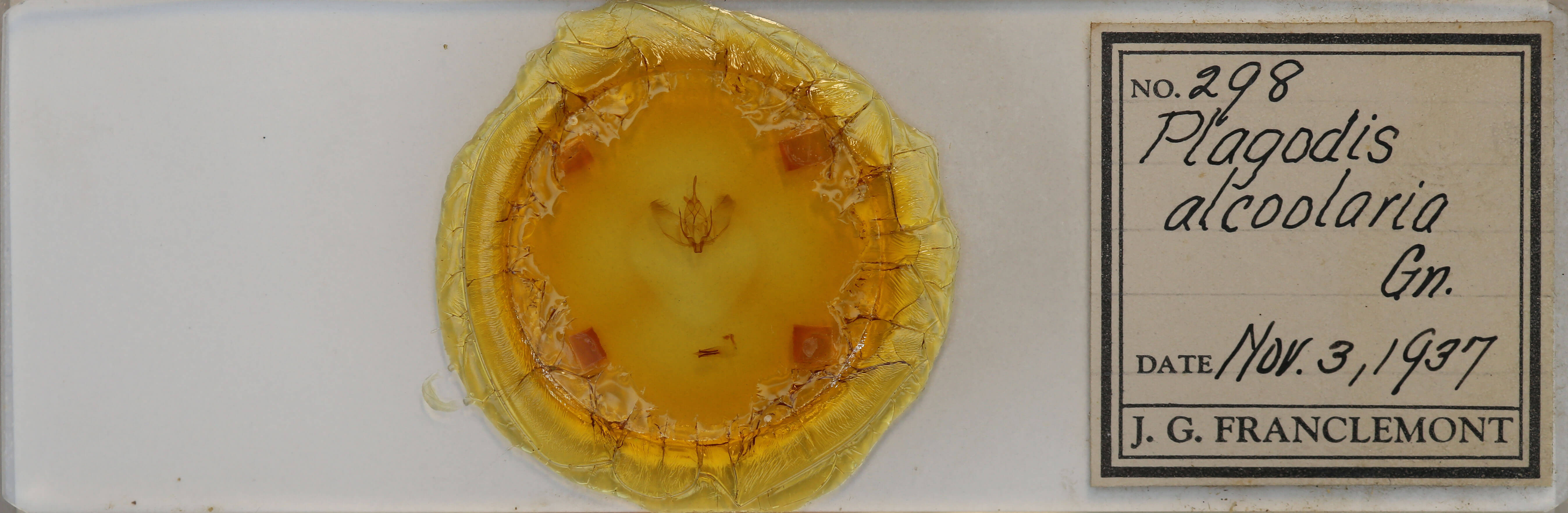 slide view of adult Plagodis acoolaria