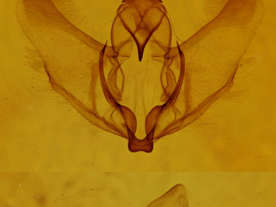 genitalia view of adult Plagodis phlogosaria keutzingaria