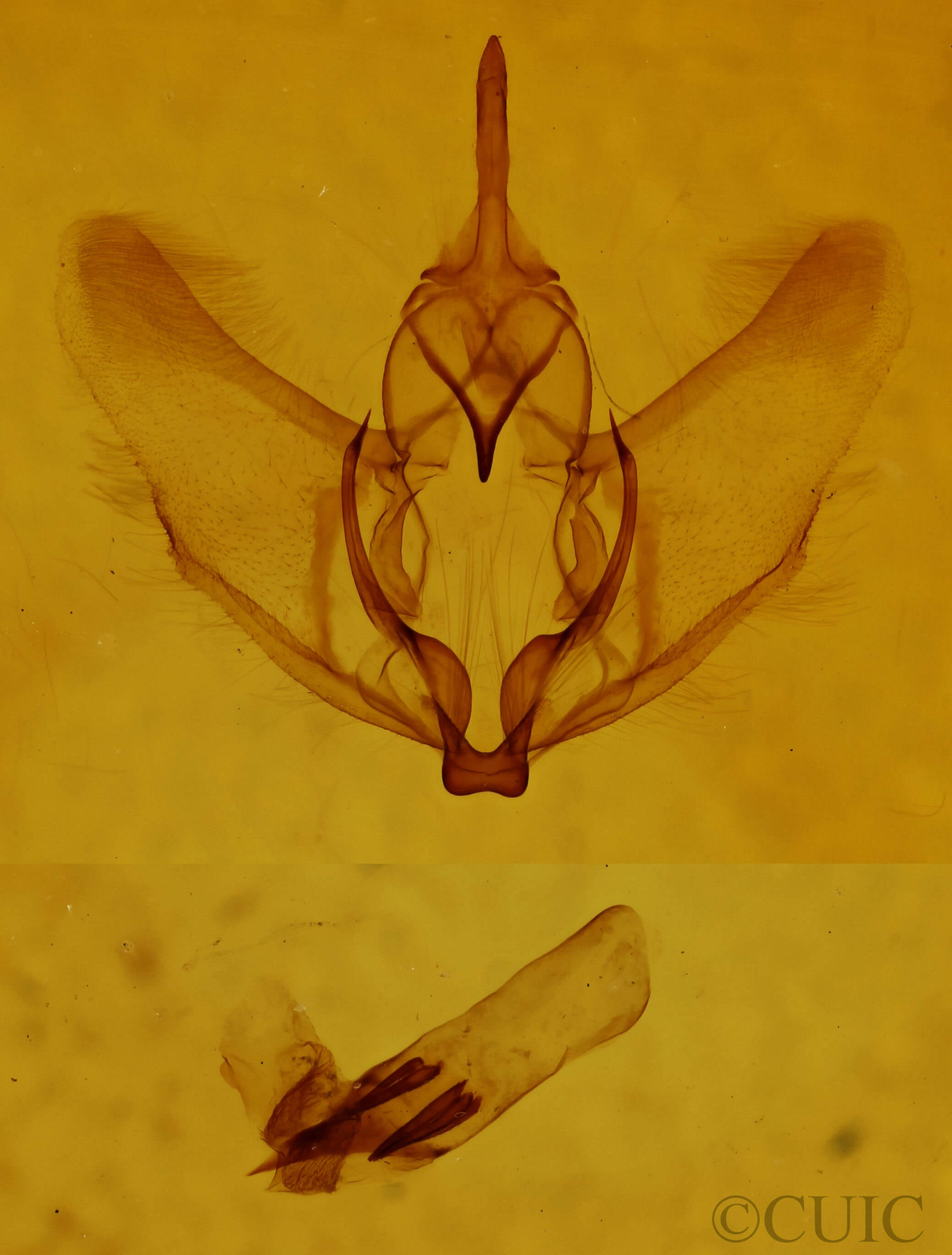 genitalia view of adult Plagodis phlogosaria keutzingaria