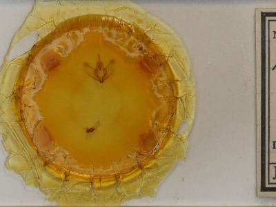 slide view of adult Plagodis phlogosaria keutzingaria