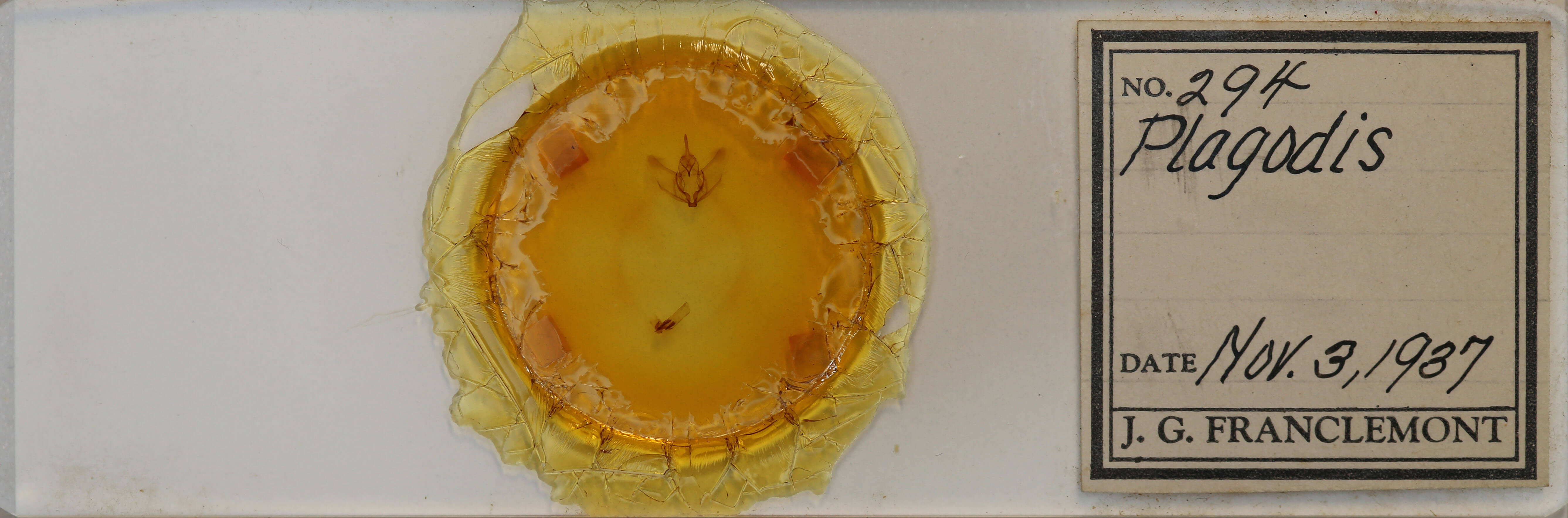 slide view of adult Plagodis phlogosaria keutzingaria