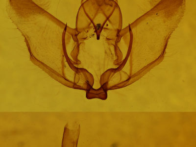 genitalia view of adult Plagodis phlogosaria keutzingaria