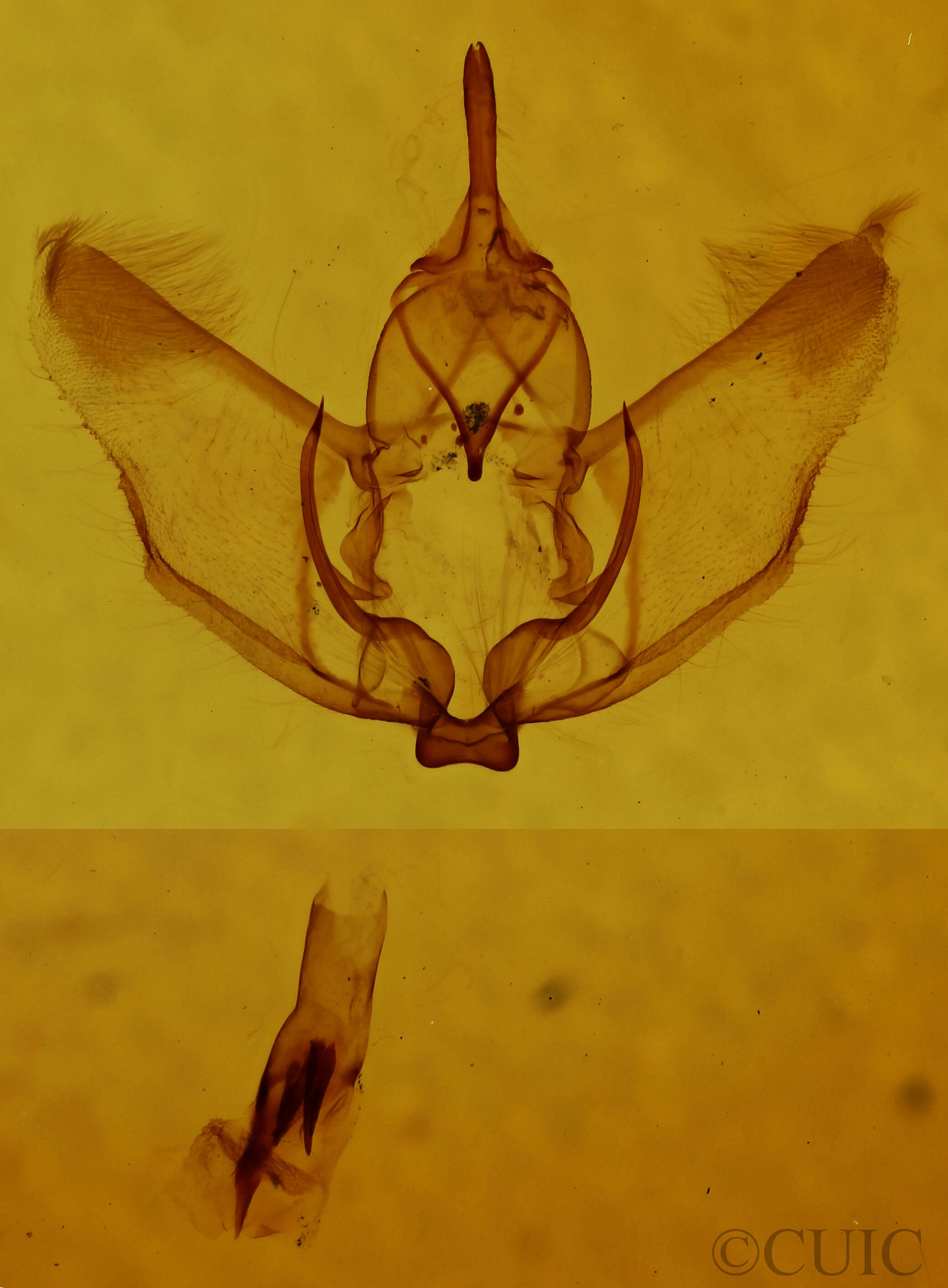 genitalia view of adult Plagodis phlogosaria keutzingaria