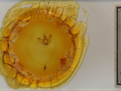 slide view of adult Plagodis phlogosaria keutzingaria