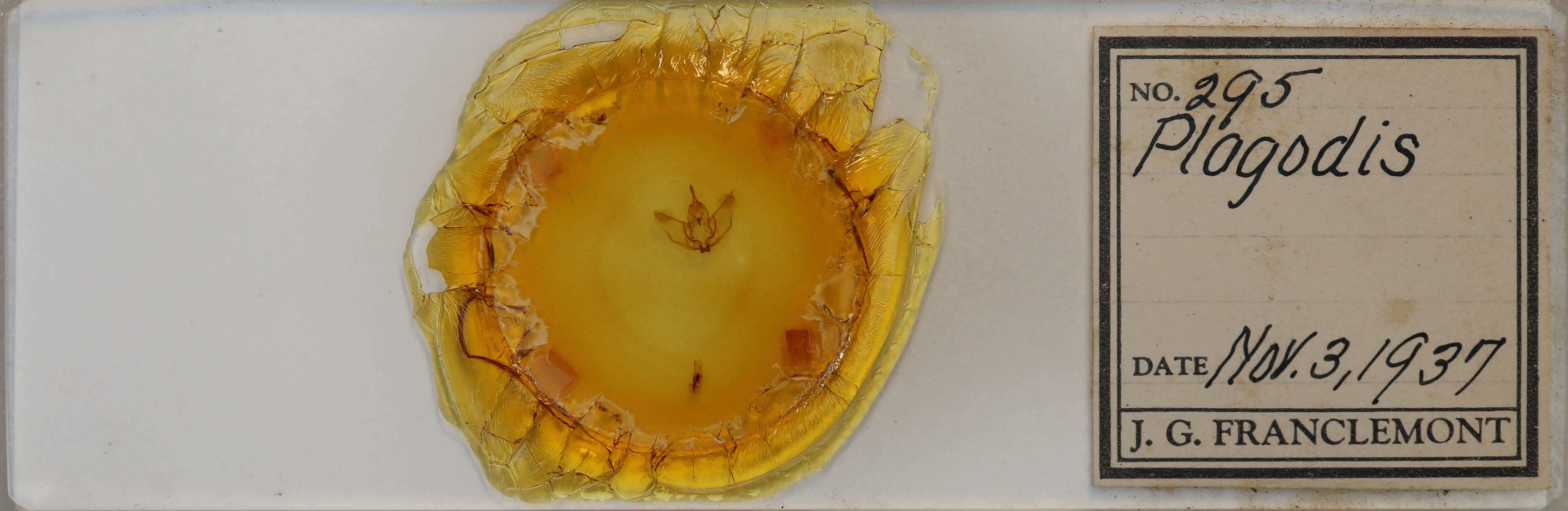 slide view of adult Plagodis phlogosaria keutzingaria