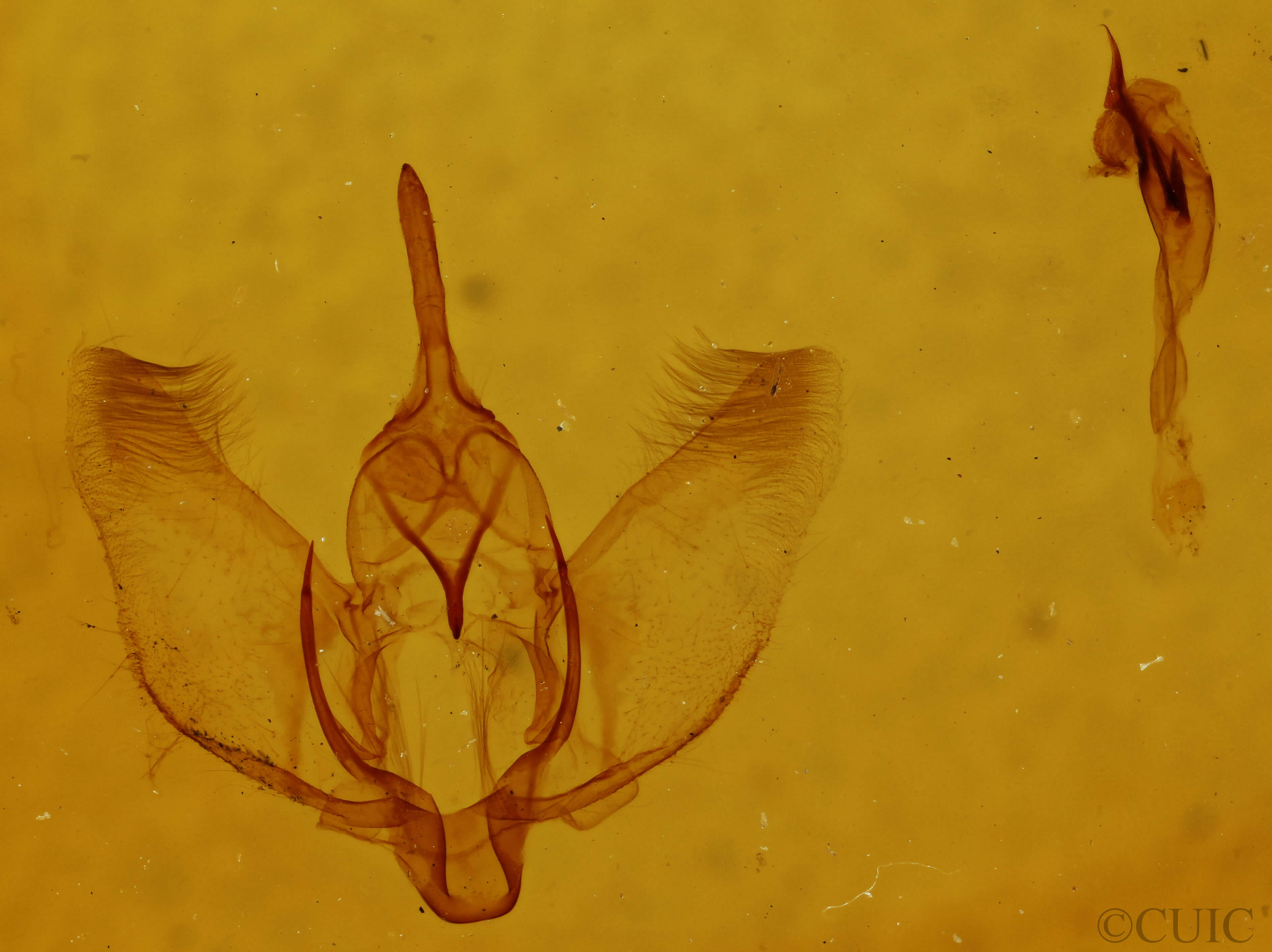 genitalia view of adult Plagodis keutzingi