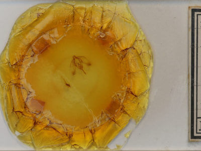 slide view of adult Plagodis keutzingi