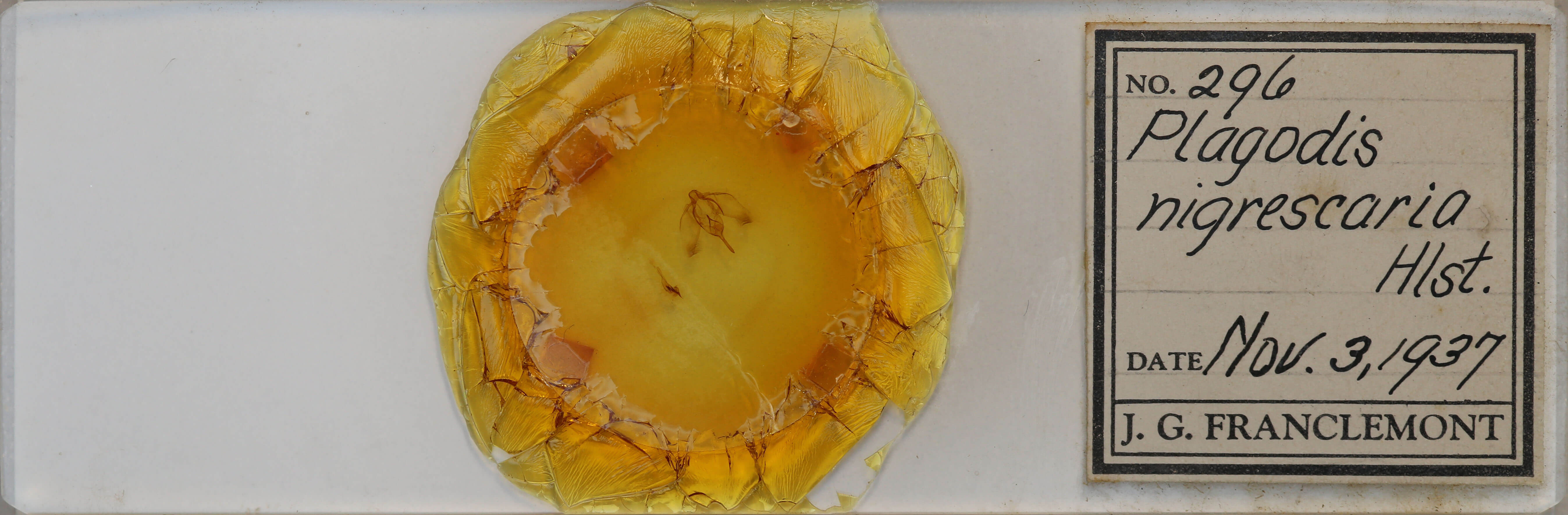 slide view of adult Plagodis keutzingi