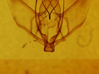 genitalia view of adult Plagodis phlogosaria phlogosaria