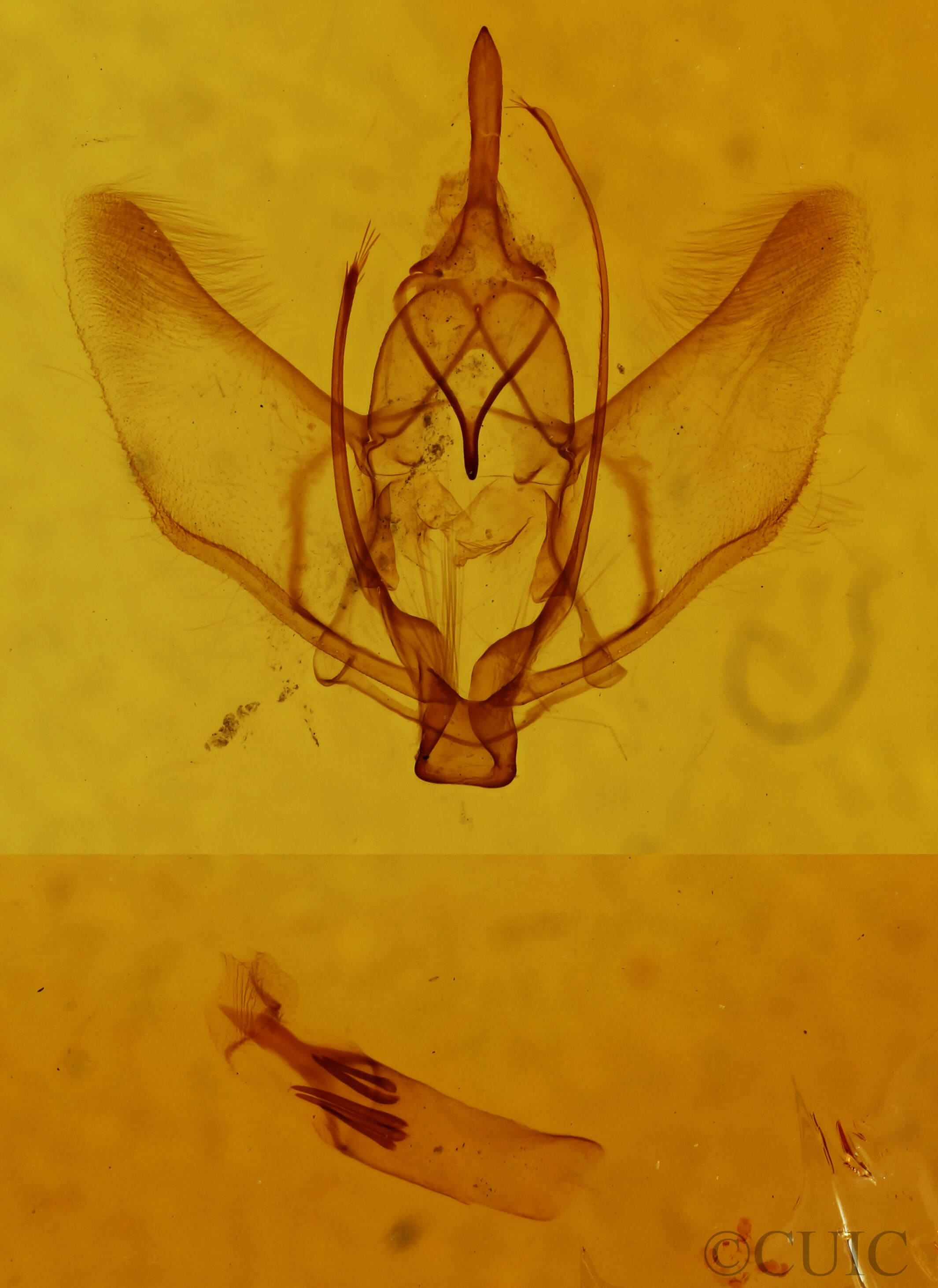 genitalia view of adult Plagodis phlogosaria phlogosaria