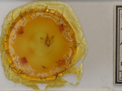 slide view of adult Plagodis phlogosaria phlogosaria