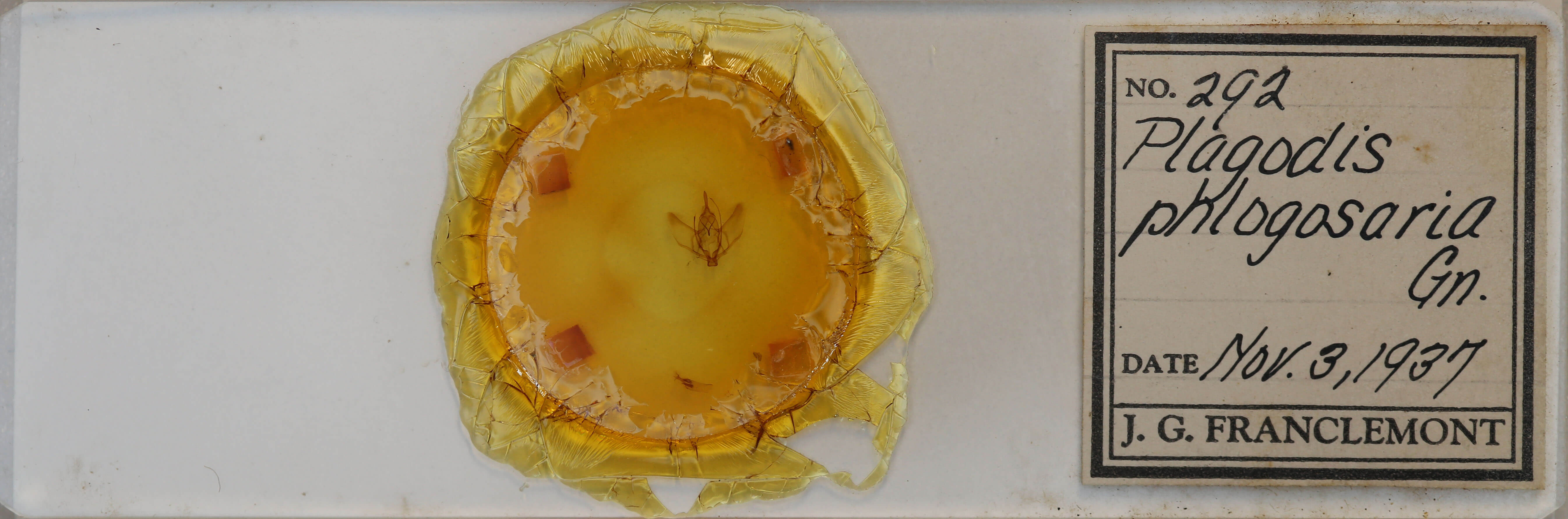 slide view of adult Plagodis phlogosaria phlogosaria