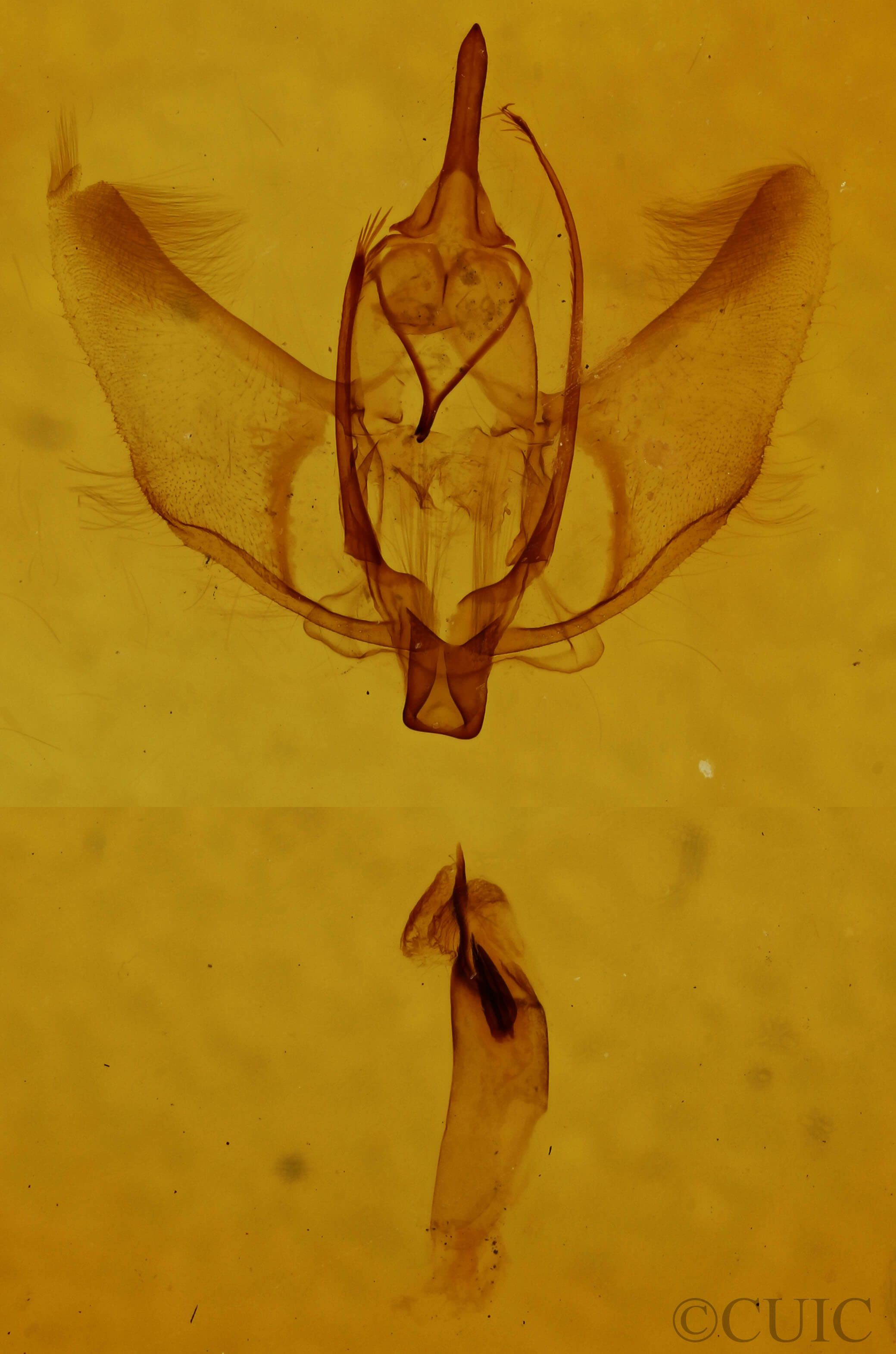 genitalia view of adult Plagodis phlogosaria phlogosaria