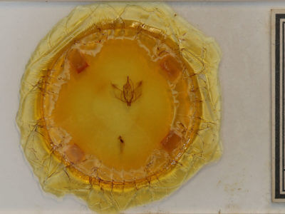 slide view of adult Plagodis phlogosaria phlogosaria