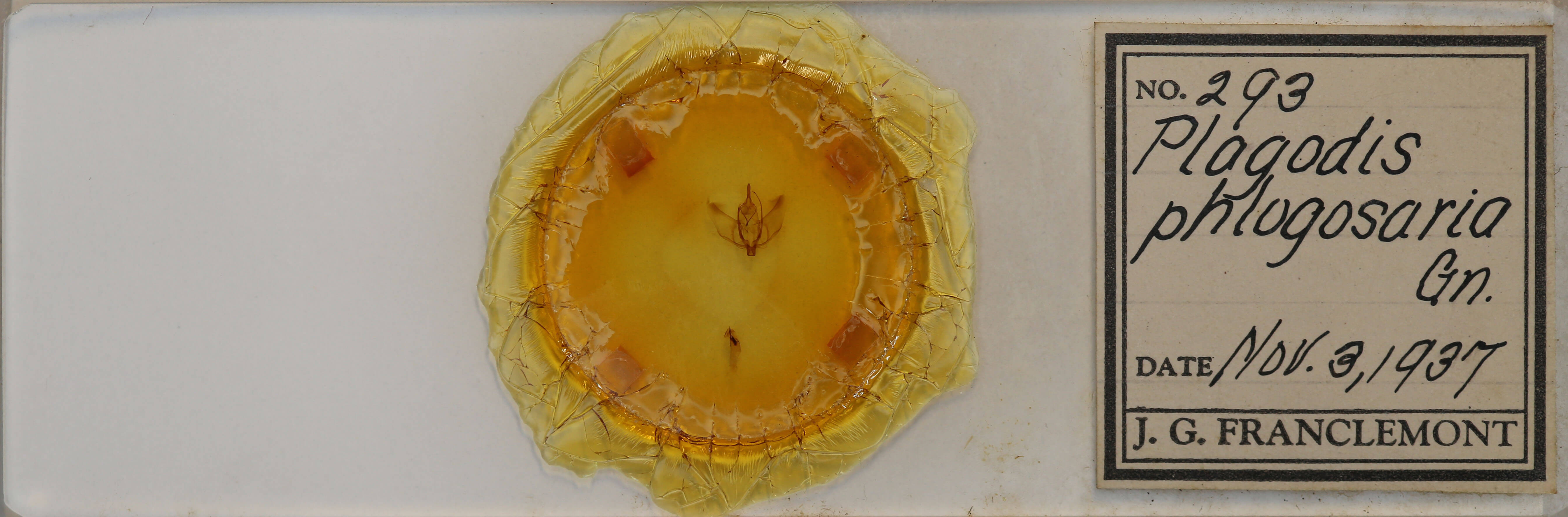 slide view of adult Plagodis phlogosaria phlogosaria