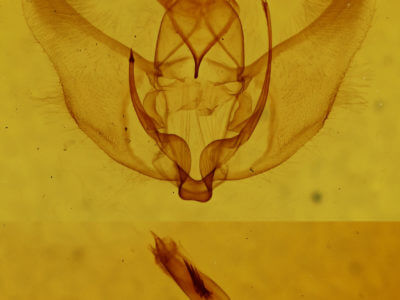 genitalia view of adult Plagodis serinaria