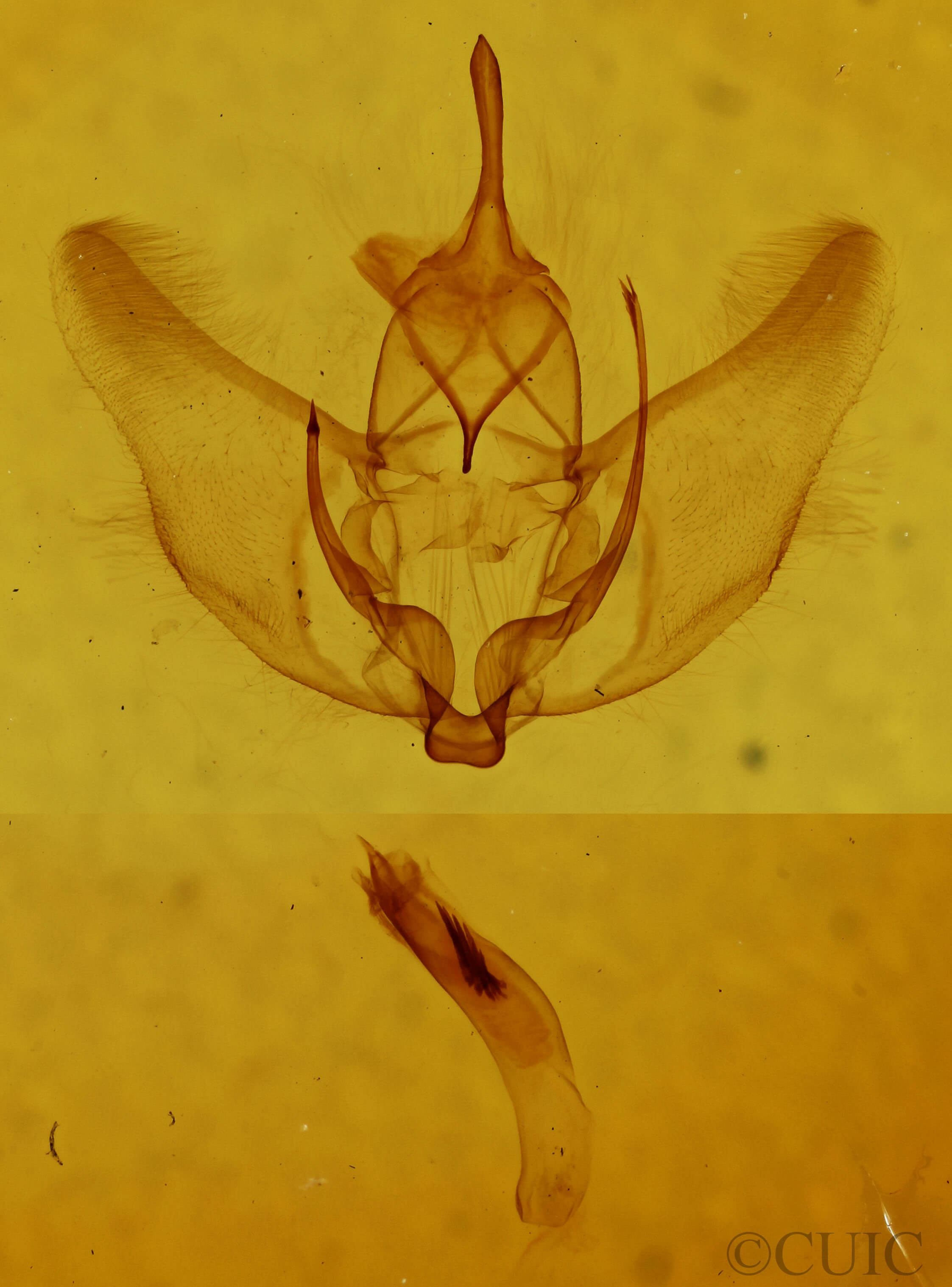 genitalia view of adult Plagodis serinaria