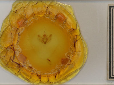 slide view of adult Plagodis serinaria