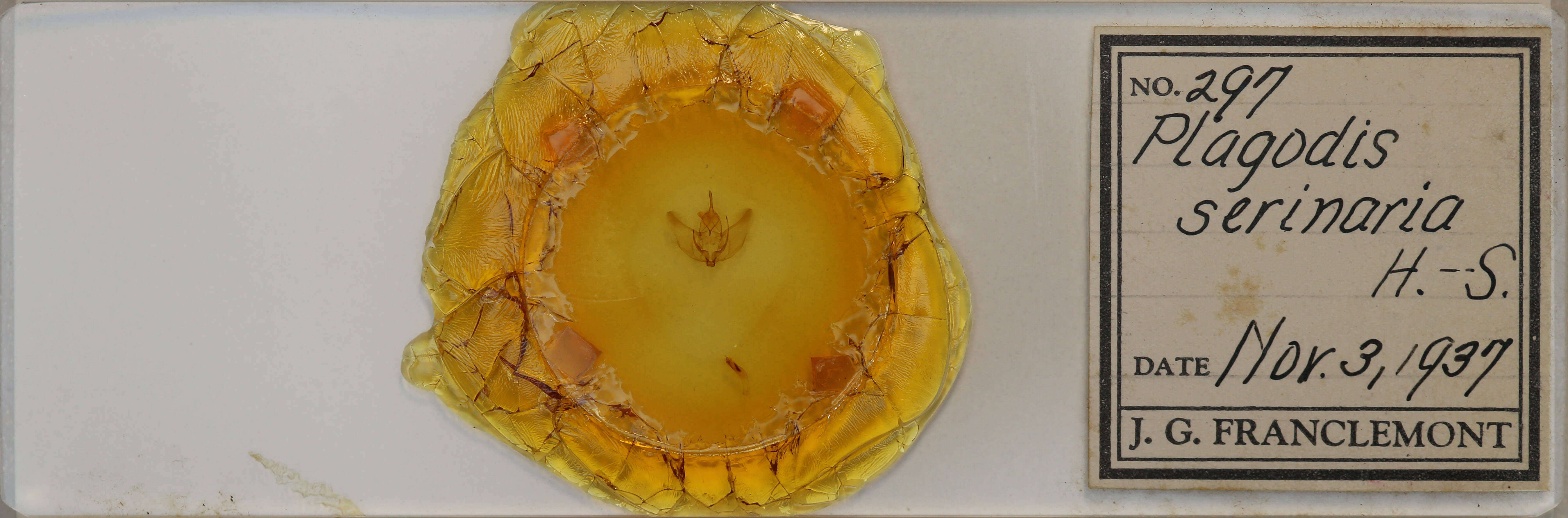 slide view of adult Plagodis serinaria