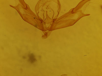 genitalia view of adult Caradrina multifera