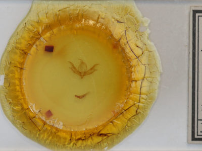 slide view of adult Caradrina multifera