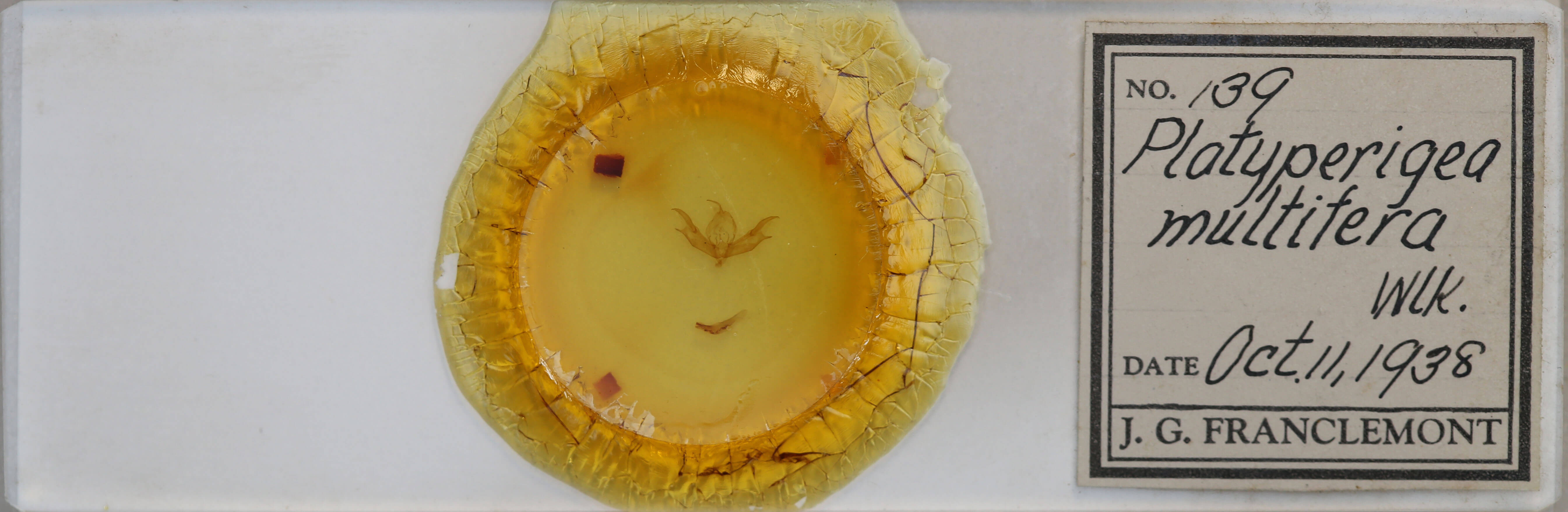 slide view of adult Caradrina multifera