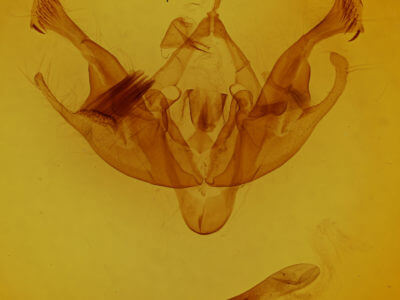 genitalia view of adult Polia nimbosa