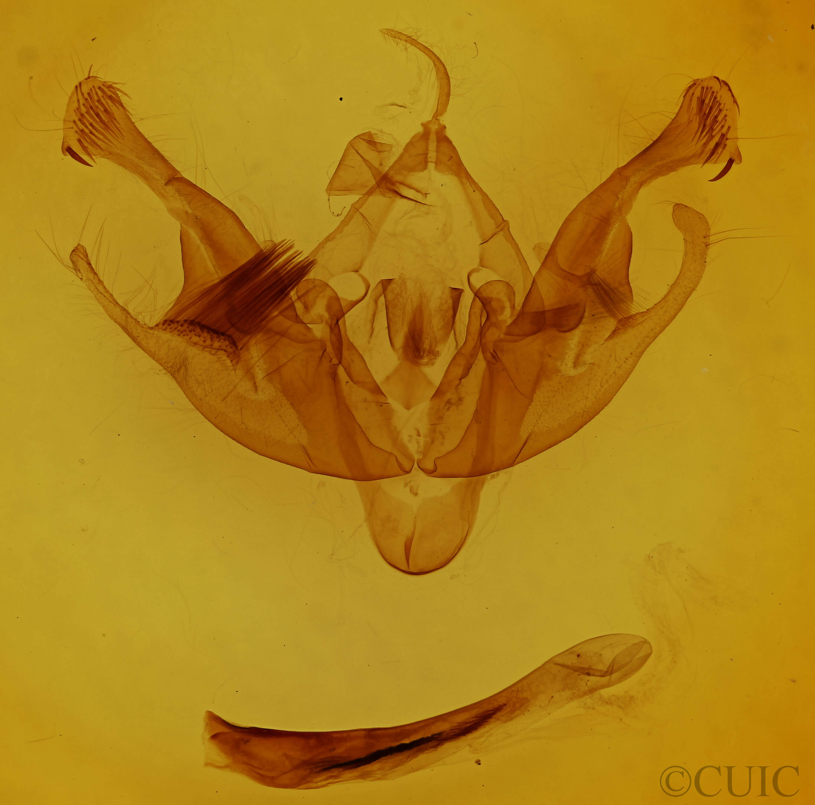 genitalia view of adult Polia nimbosa