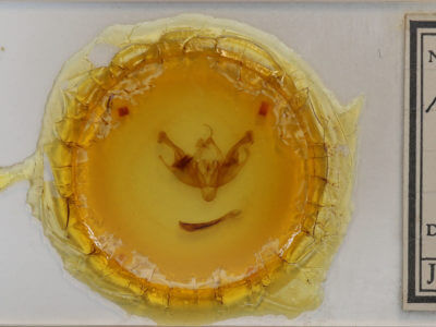 slide view of adult Polia nimbosa