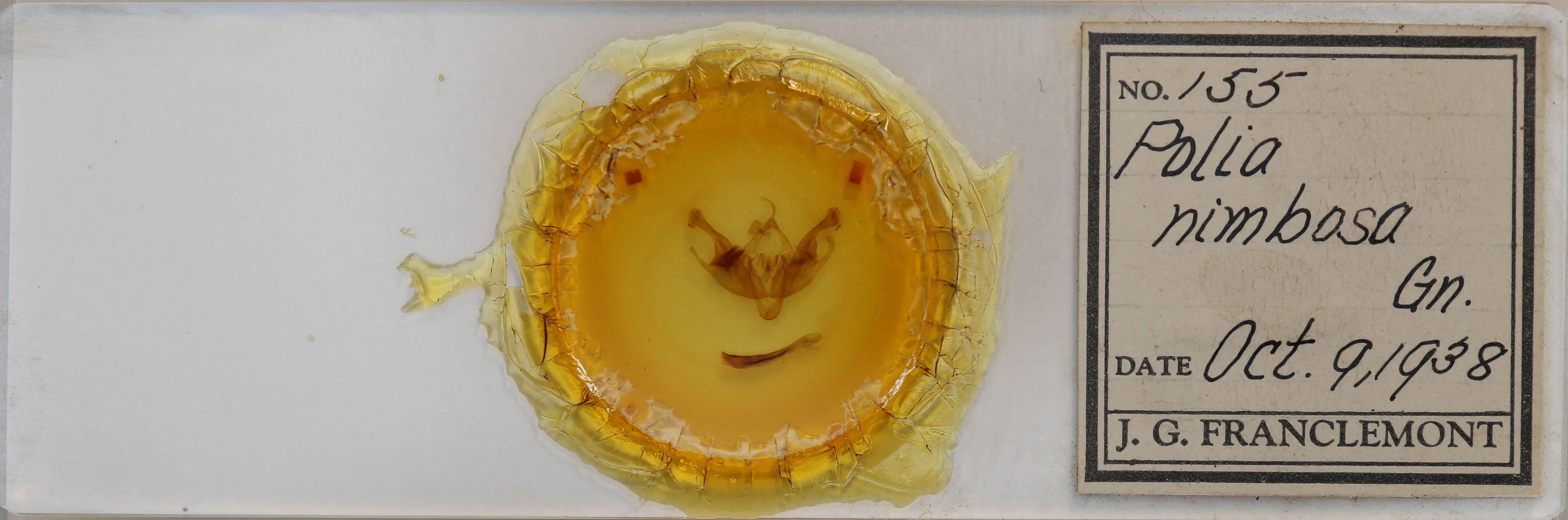 slide view of adult Polia nimbosa