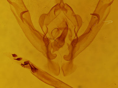 genitalia view of adult Orthodes noverca