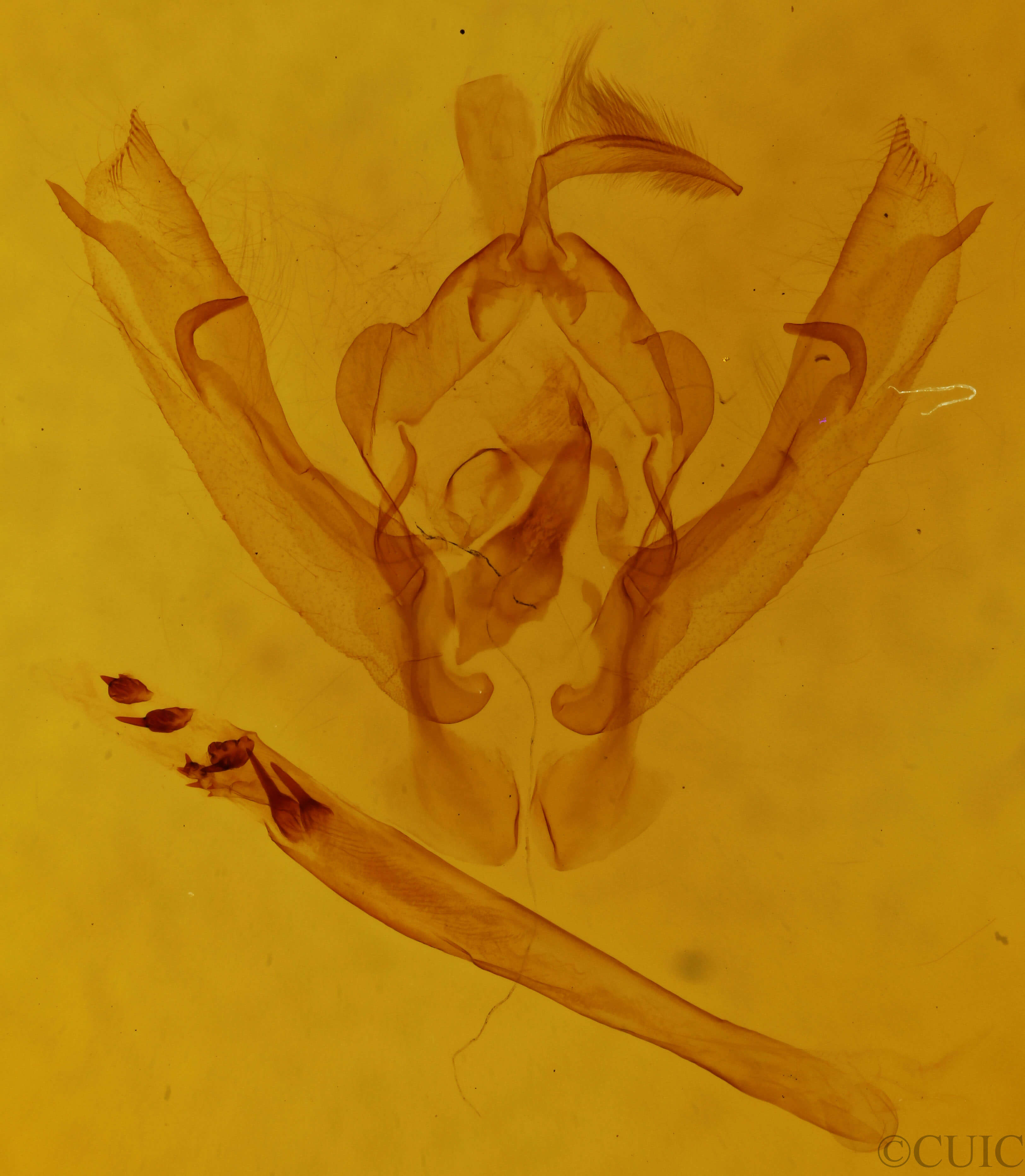 genitalia view of adult Orthodes noverca