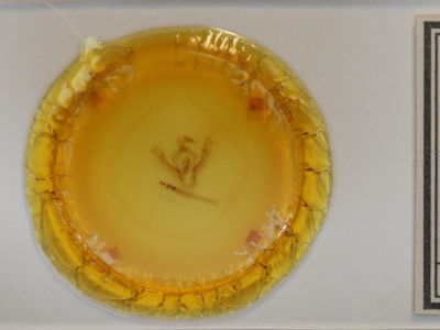 slide view of adult Orthodes noverca