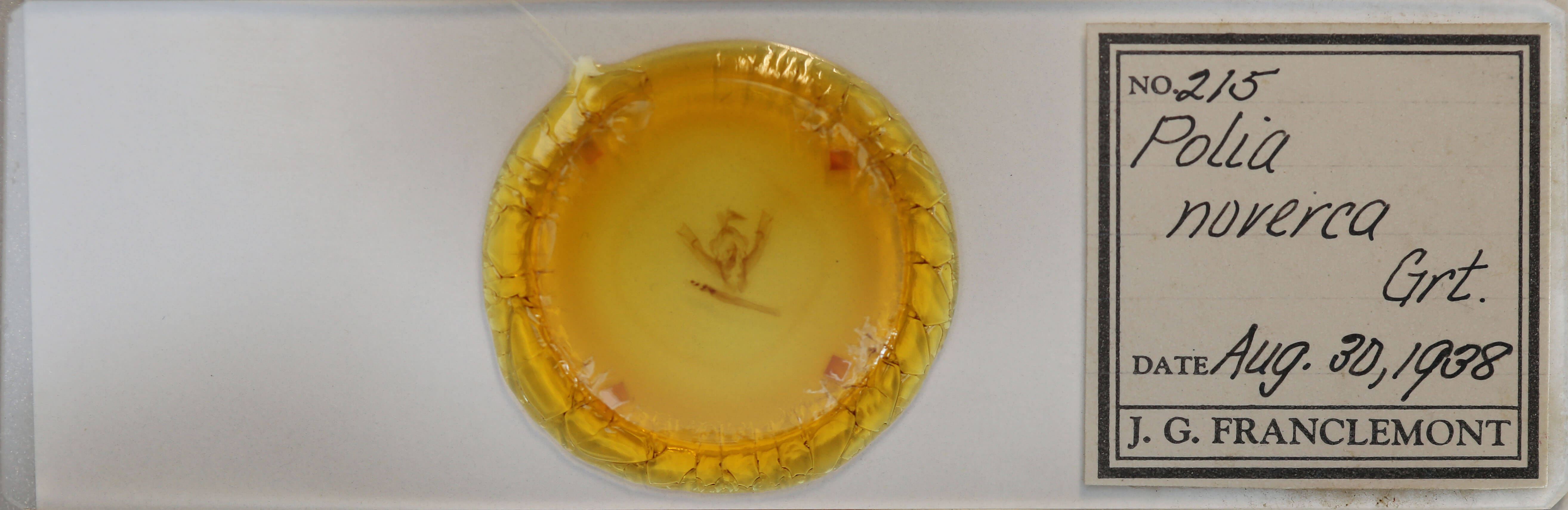 slide view of adult Orthodes noverca