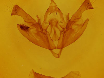 genitalia view of adult Polia purpurissata