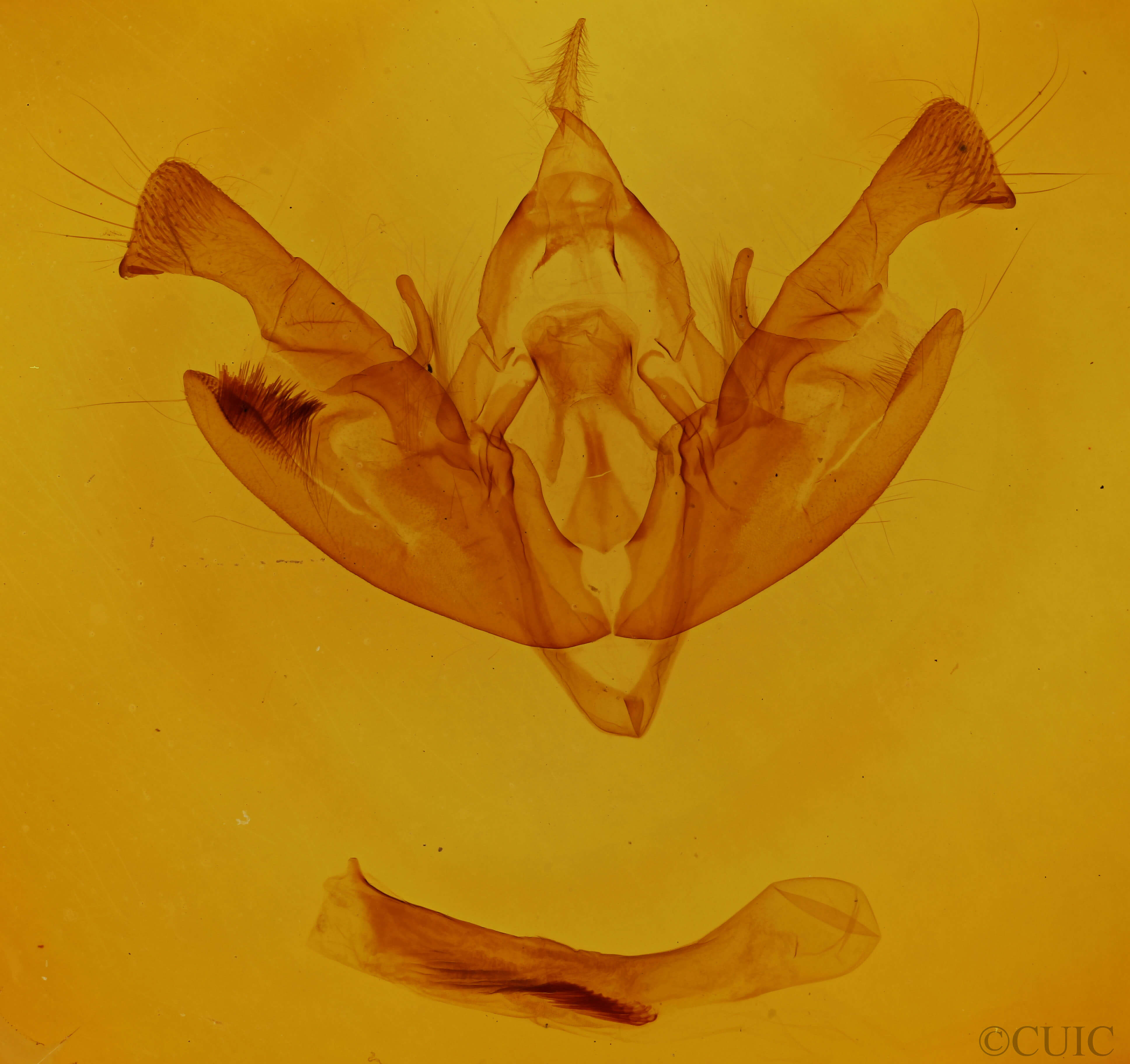 genitalia view of adult Polia purpurissata