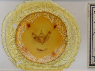 slide view of adult Polia purpurissata