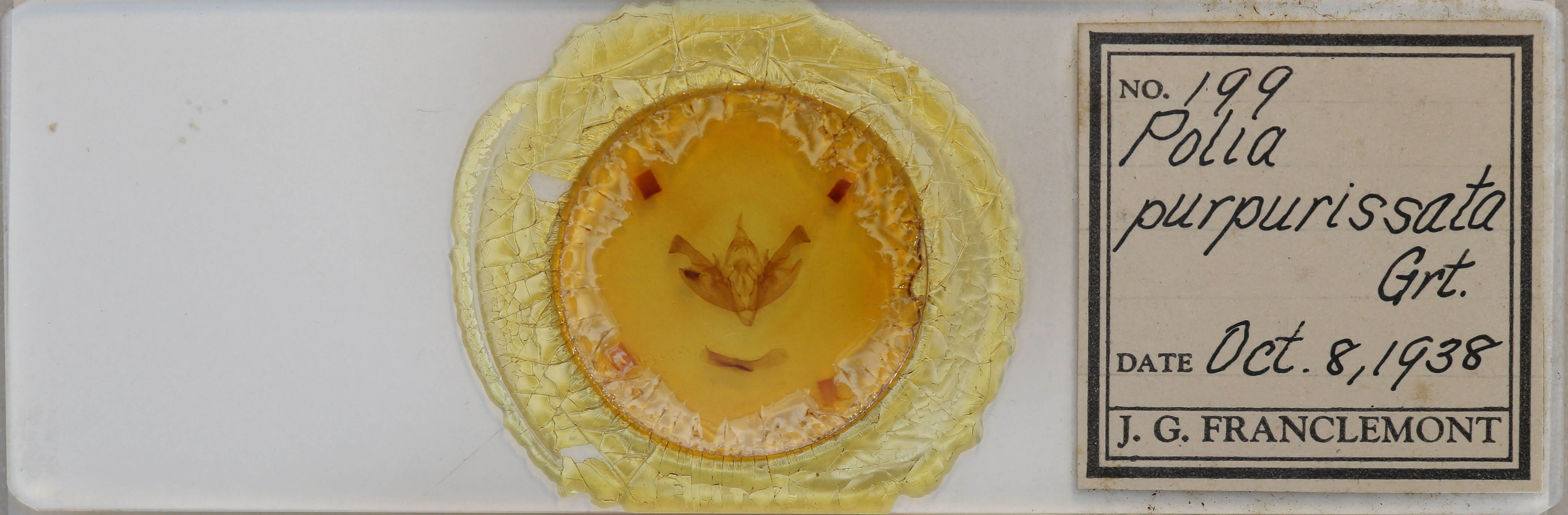 slide view of adult Polia purpurissata