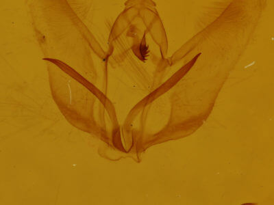 genitalia view of adult Cepphis armataria