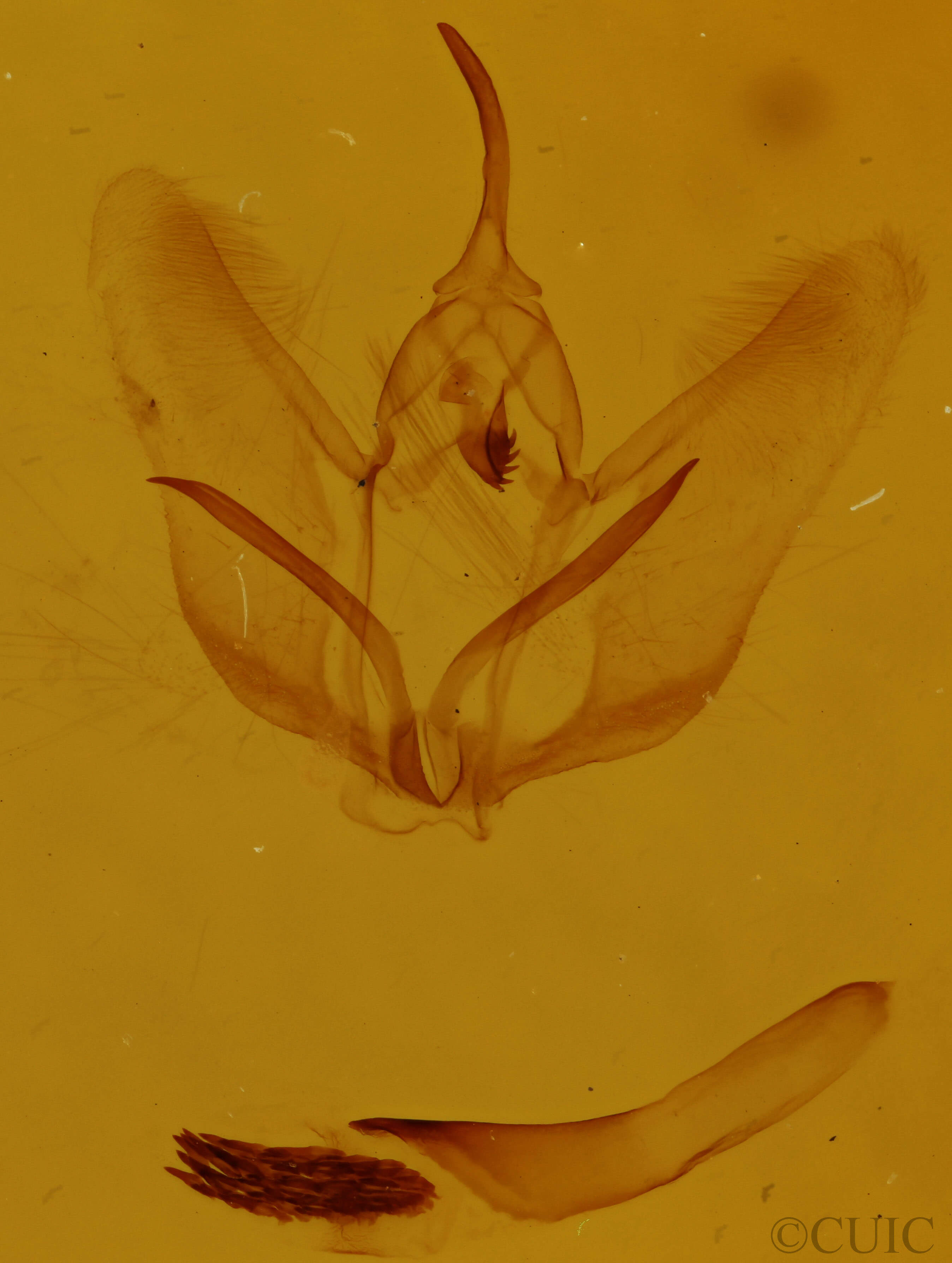 genitalia view of adult Cepphis armataria