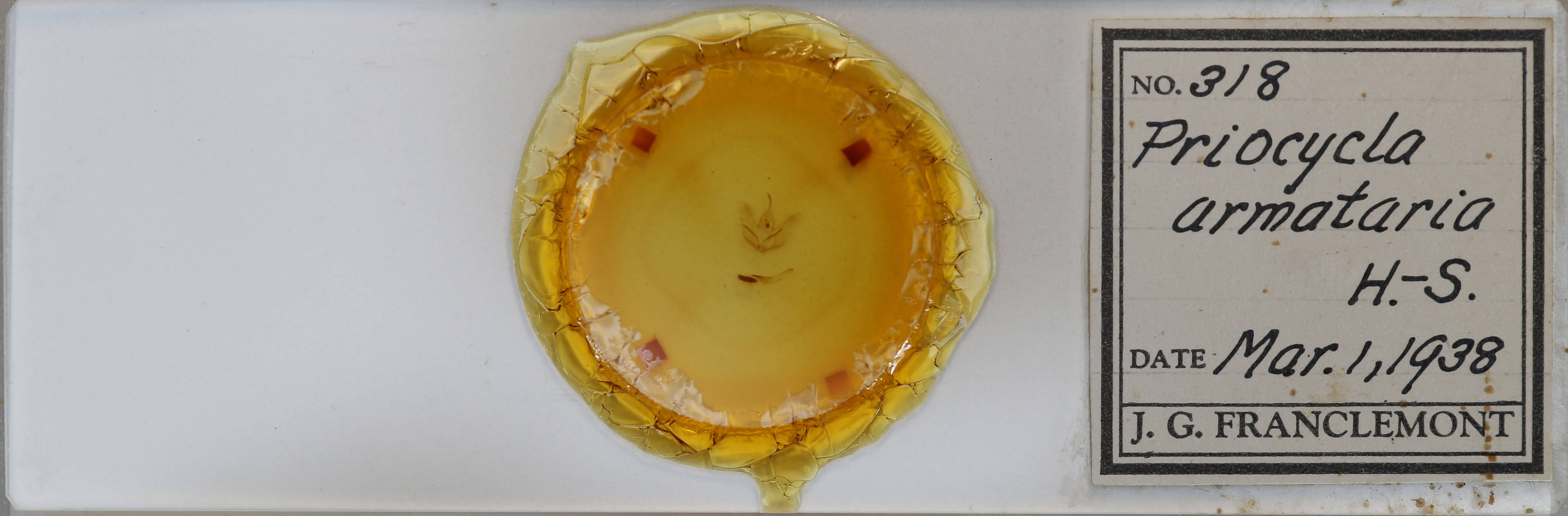 slide view of adult Cepphis armataria