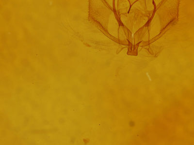 genitalia view of adult Probole alienaria